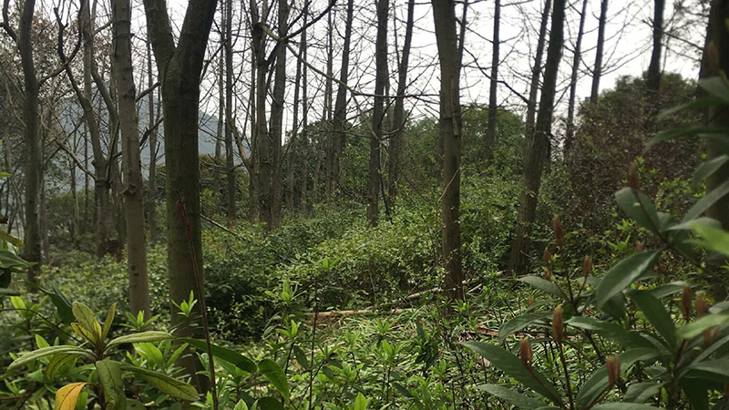 itb8888通博,湖南野生动物追踪,湖南卫星追踪器,湖南追踪器