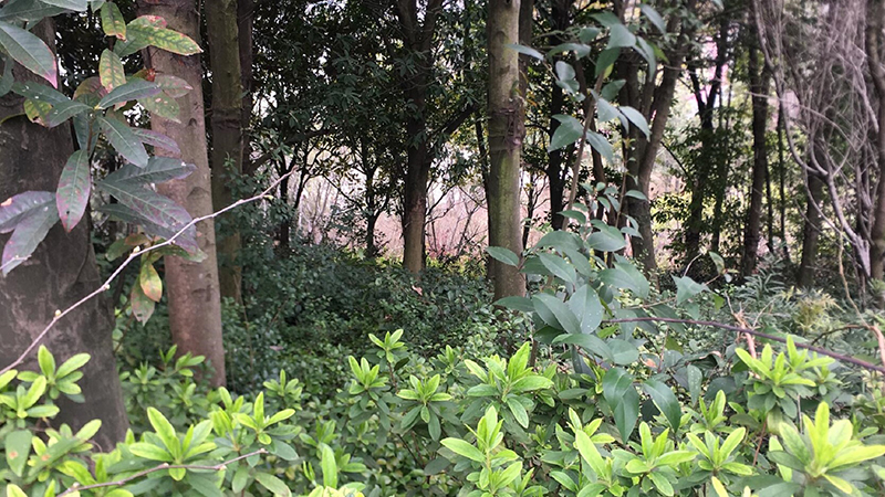itb8888通博,湖南野生动物追踪,湖南卫星追踪器,湖南追踪器