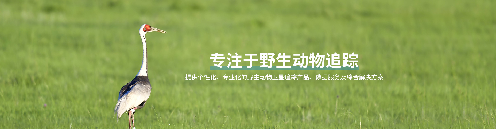 itb8888通博_湖南野生动物追踪|湖南卫星追踪器
