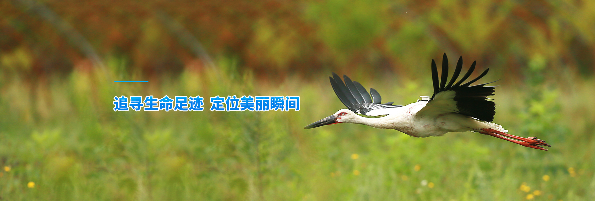 itb8888通博_湖南野生动物追踪|湖南卫星追踪器