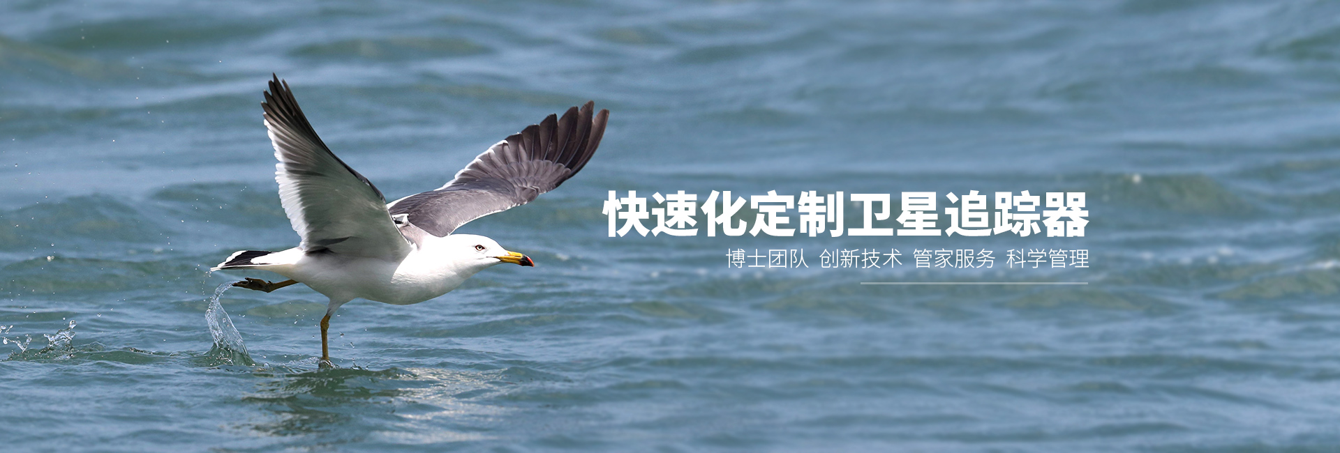 itb8888通博_湖南野生动物追踪|湖南卫星追踪器