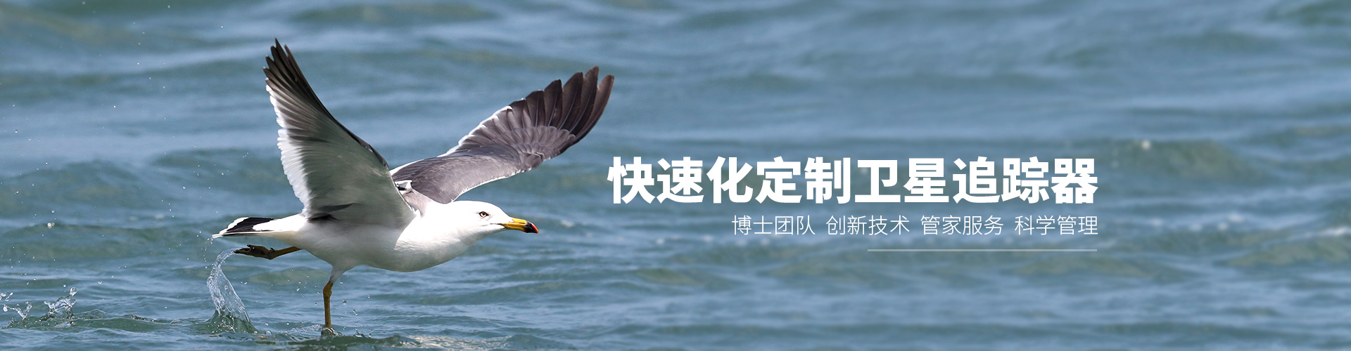 itb8888通博_湖南野生动物追踪|湖南卫星追踪器