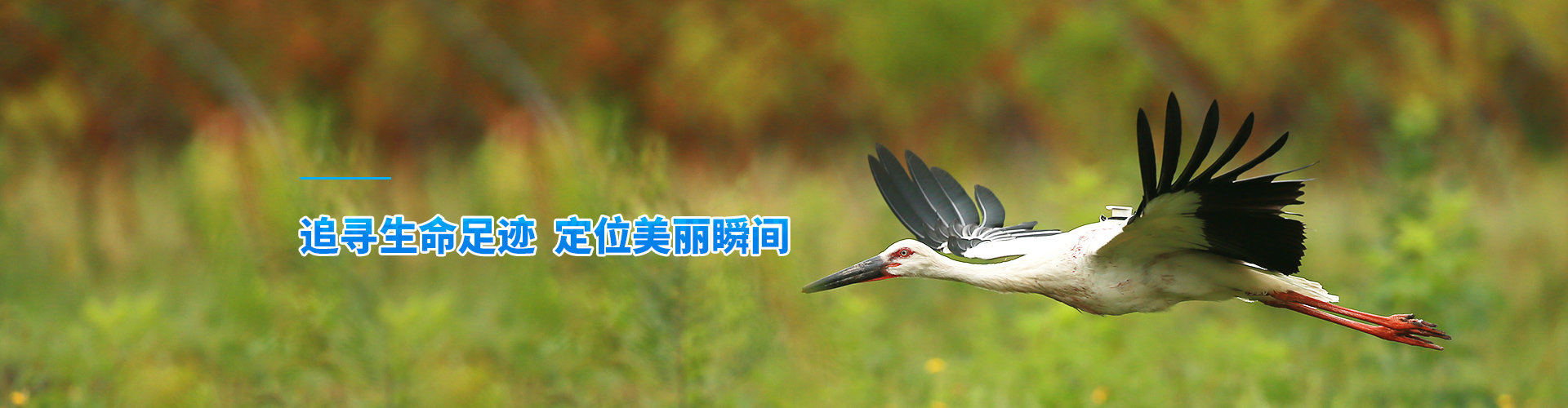 itb8888通博_湖南野生动物追踪|湖南卫星追踪器