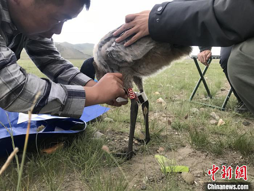 itb8888通博,湖南野生动物追踪,湖南卫星追踪器,湖南追踪器