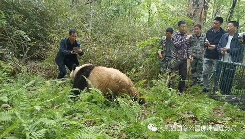 itb8888通博,湖南野生动物追踪,湖南卫星追踪器,湖南追踪器