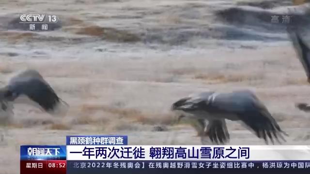 itb8888通博,湖南野生动物追踪,湖南卫星追踪器,湖南追踪器