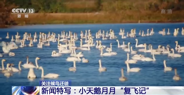 itb8888通博,湖南野生动物追踪,湖南卫星追踪器,湖南追踪器
