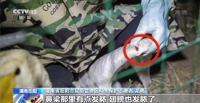 itb8888通博,湖南野生动物追踪,湖南卫星追踪器,湖南追踪器