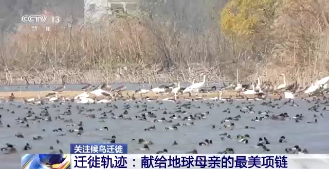 itb8888通博,湖南野生动物追踪,湖南卫星追踪器,湖南追踪器