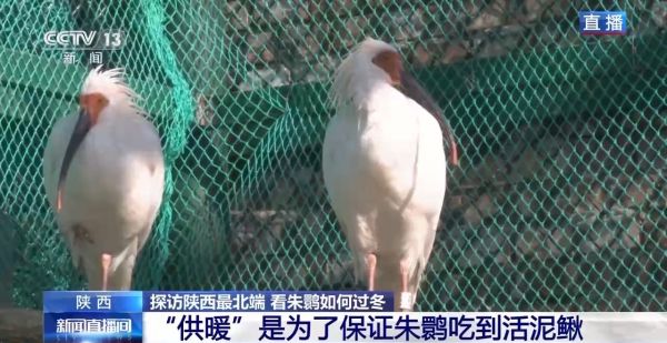 itb8888通博,湖南野生动物追踪,湖南卫星追踪器,湖南追踪器
