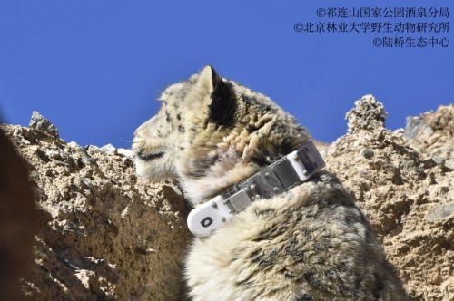 itb8888通博,湖南野生动物追踪,湖南卫星追踪器,湖南追踪器